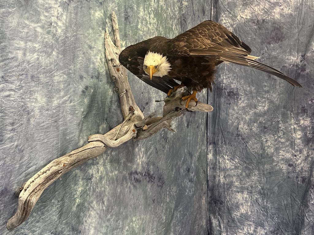 birds02
