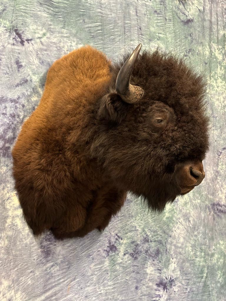 bison-12