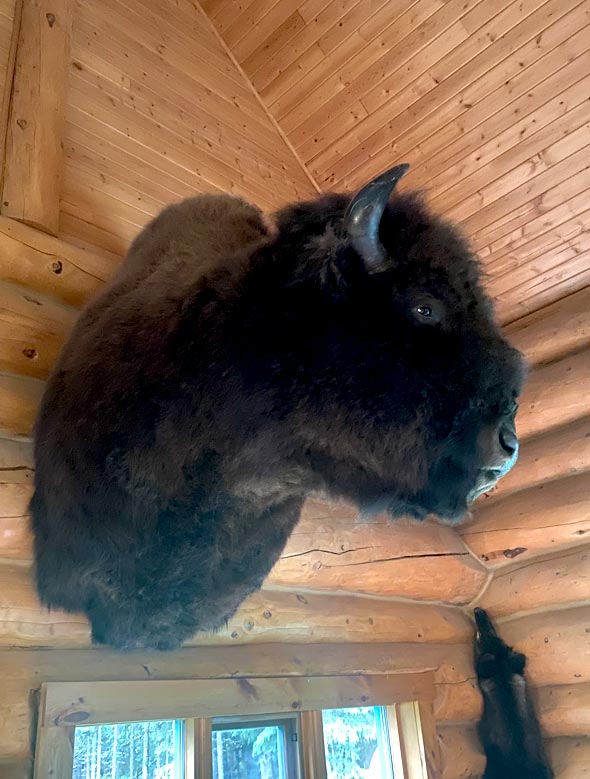 bison026