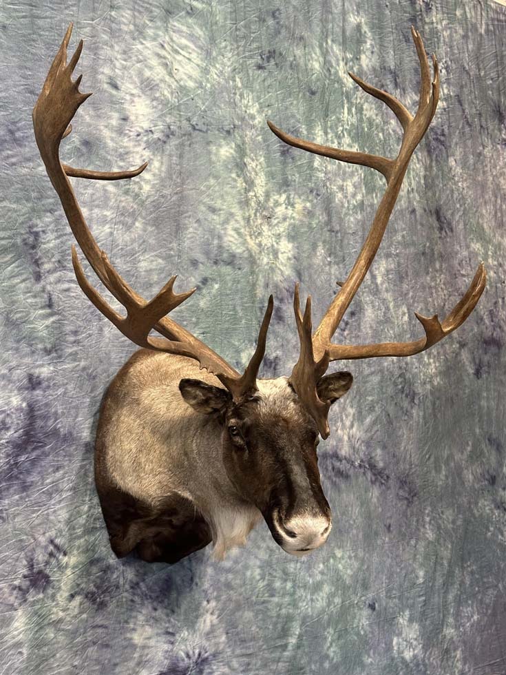 caribou02