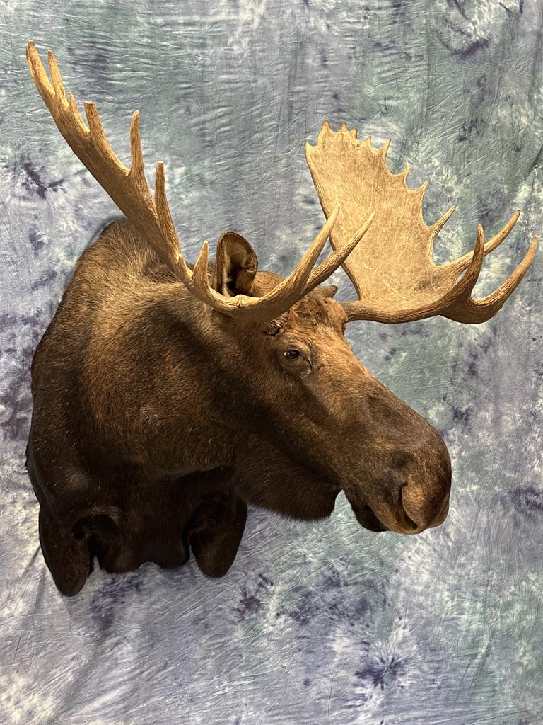 moose-22