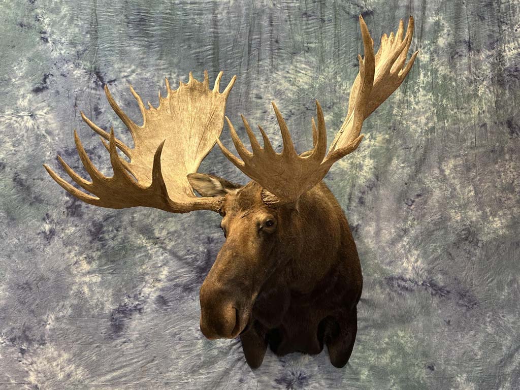 moose01