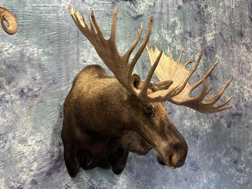 moose03