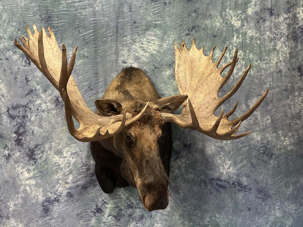 moose04