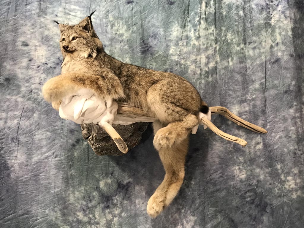 lynx