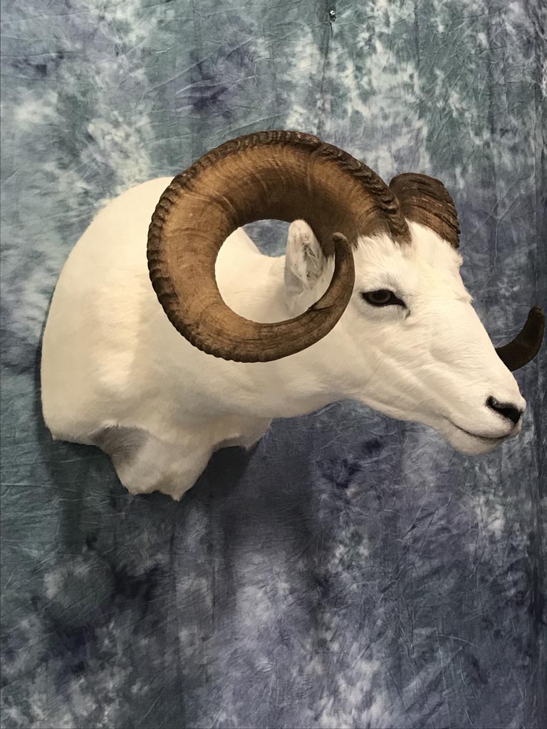 ram019