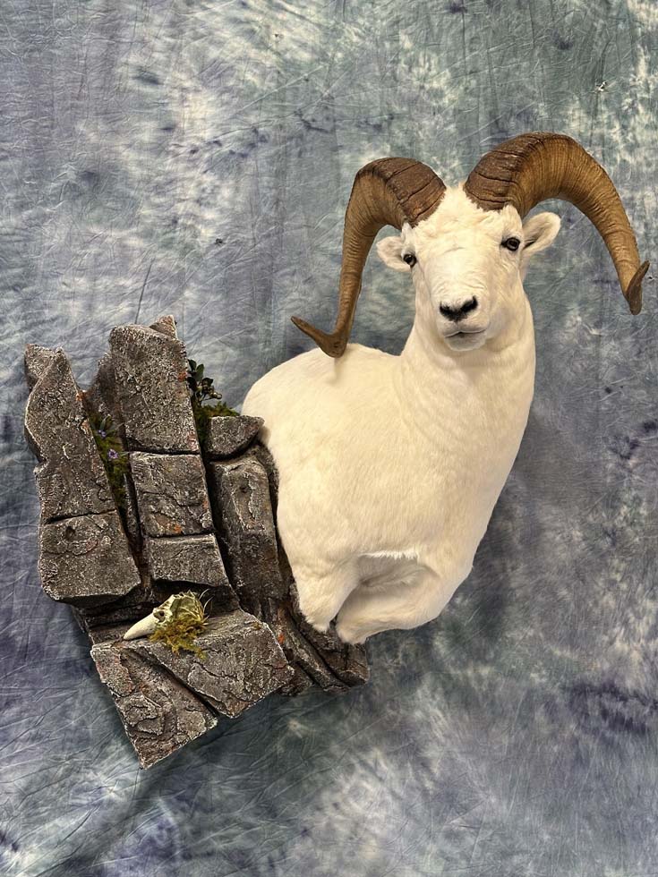 sheep02