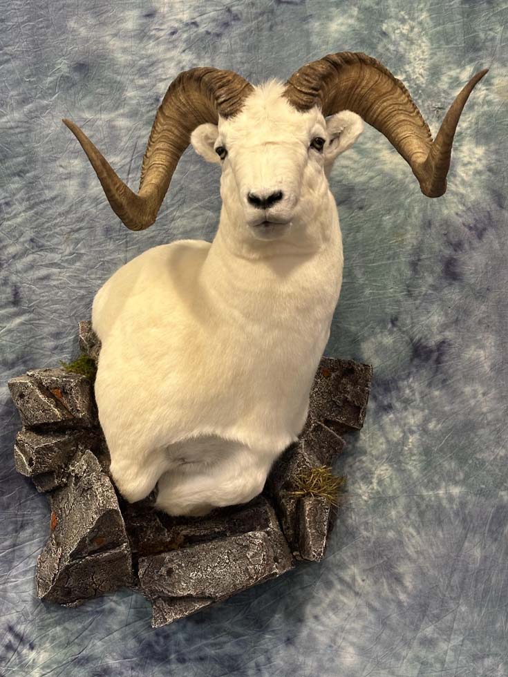 sheep03