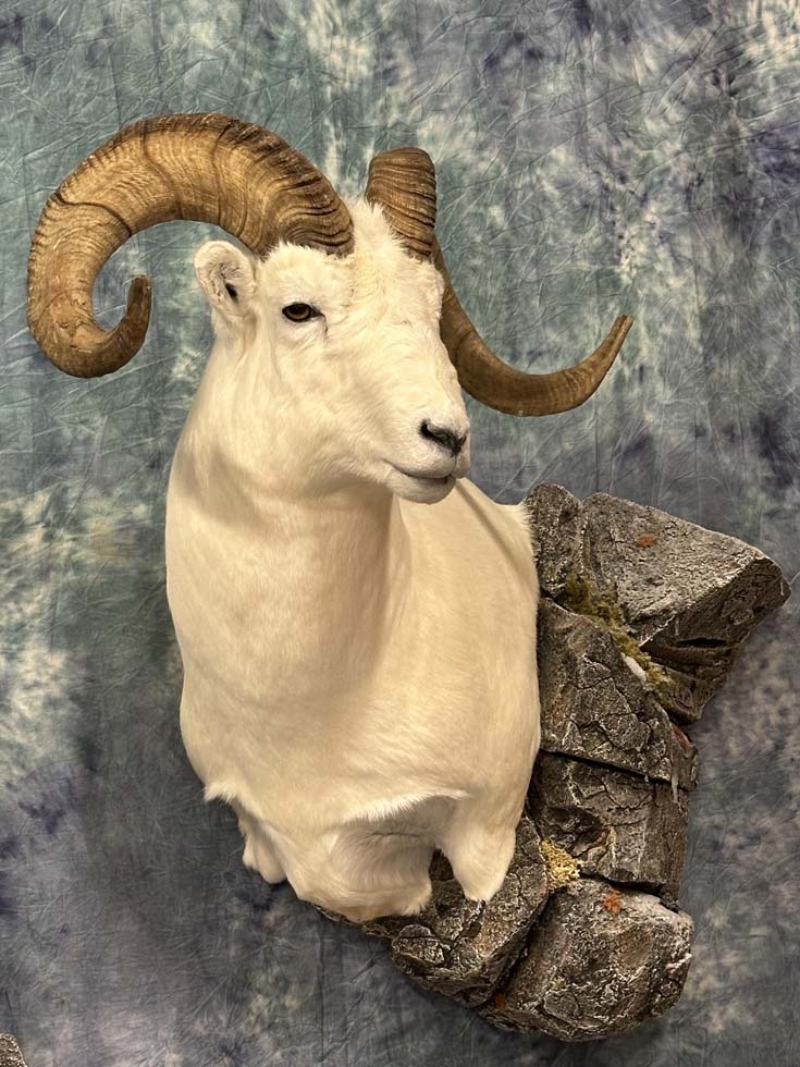 sheep05