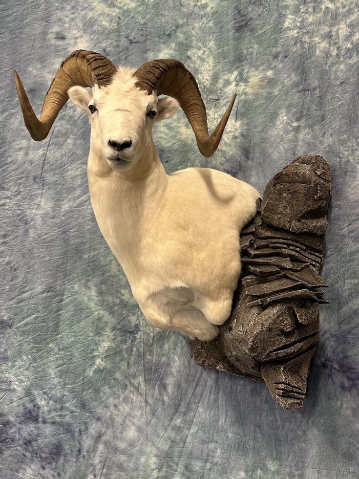 sheep06