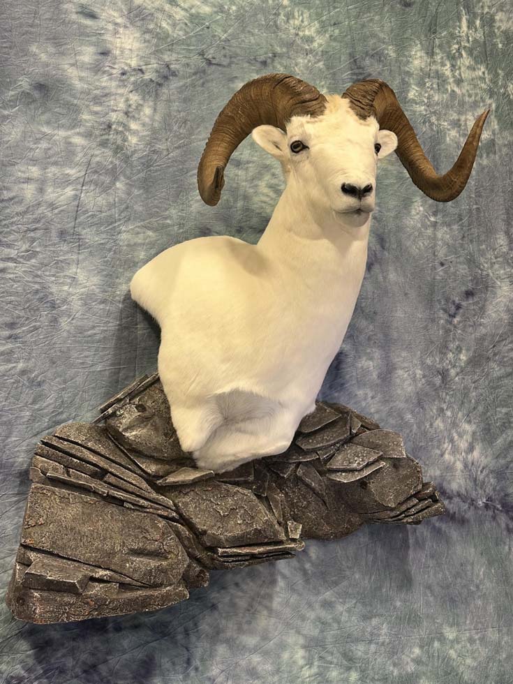 sheep07