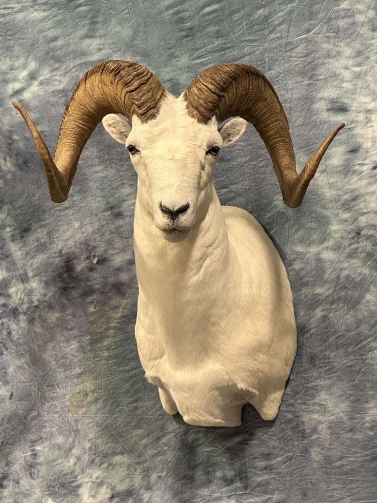 sheep08