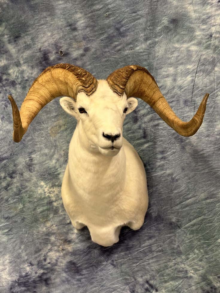 sheep10