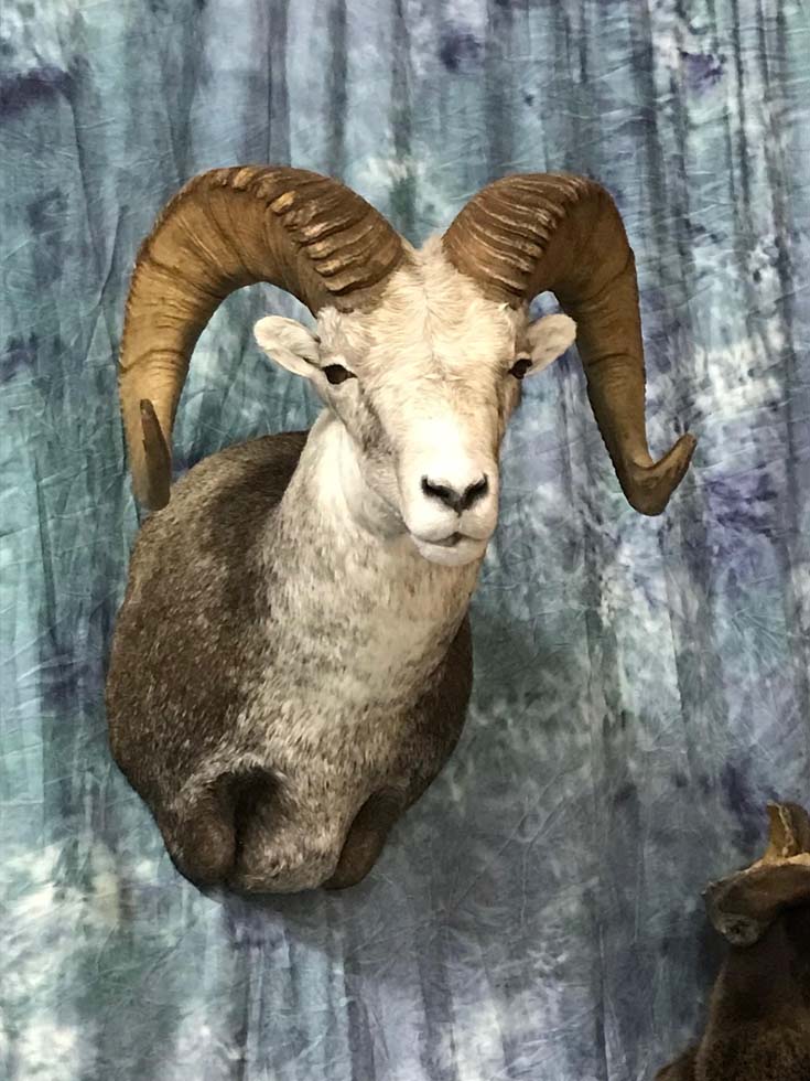 sheep12